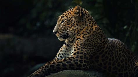 The 30 Best Leopard